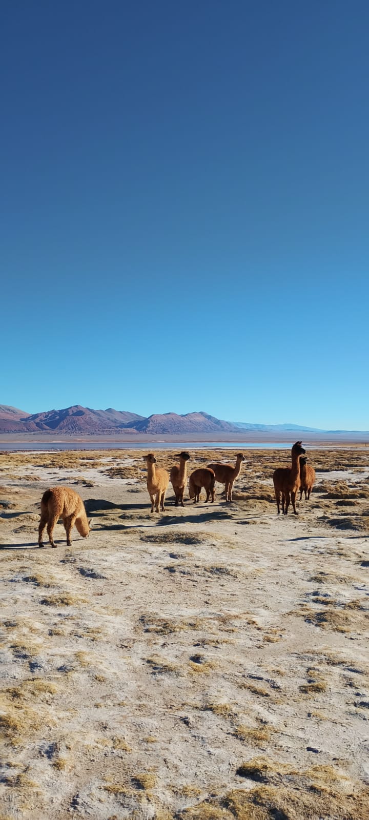 Formaciones y paisaje del Campo de Piedra Pómez